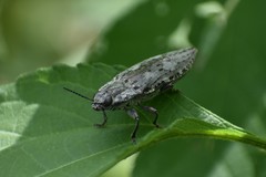 Texania fulleri