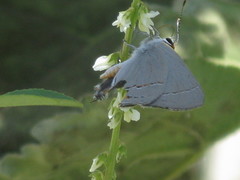 Strymon melinus