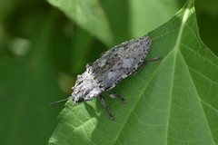 Texania fulleri