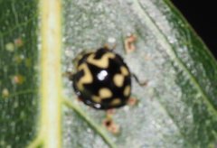 Heterocaria barronensis