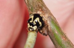 Heterocaria barronensis