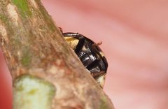 Heterocaria barronensis