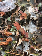Peltigeraceae
