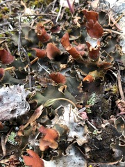 Peltigeraceae
