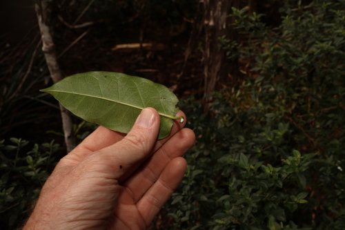 Image of Leichhardtia rostrata by (c) Greg Tasney, some rights reserved (CC BY-SA)