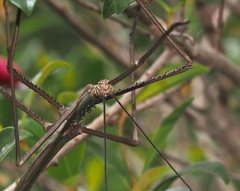 Acrophylla wuelfingi