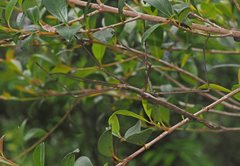 Acrophylla wuelfingi