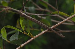 Acrophylla wuelfingi