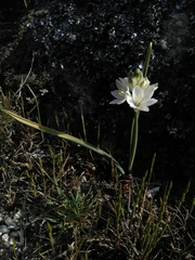 Ornithogalum concinnum