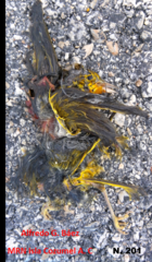 Setophaga petechia rufivertex