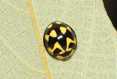 Heterocaria barronensis