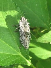 Texania fulleri