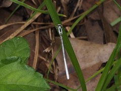 Agriocnemis argentea