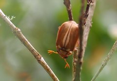 Anoplognathus abnormis