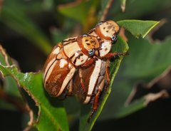 Anoplognathus abnormis