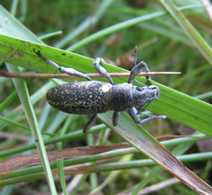 Brachyderes lusitanicus