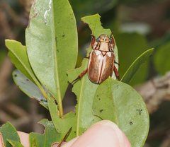 Anoplognathus abnormis