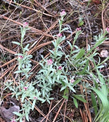 Antennaria rosea