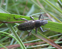 Brachyderes lusitanicus