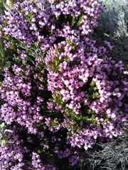Erica umbellata