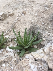 Phacelia sivinskii