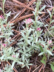 Antennaria rosea