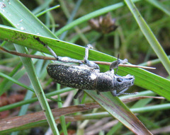 Brachyderes lusitanicus