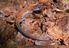 Plethodon yonahlossee