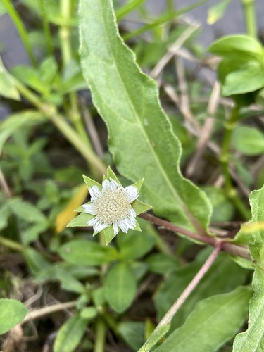False Daisy