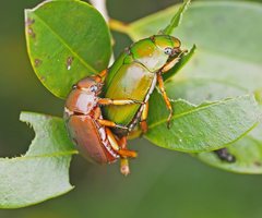 Anoplognathus smaragdinus