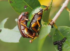 Anoplognathus smaragdinus