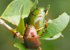 Anoplognathus smaragdinus