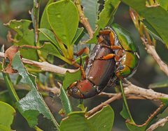 Anoplognathus smaragdinus