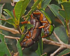 Anoplognathus smaragdinus