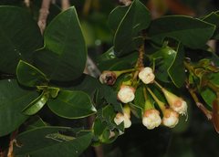 Anoplognathus smaragdinus