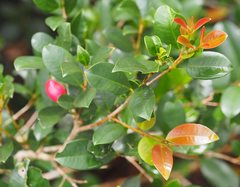 Anoplognathus smaragdinus