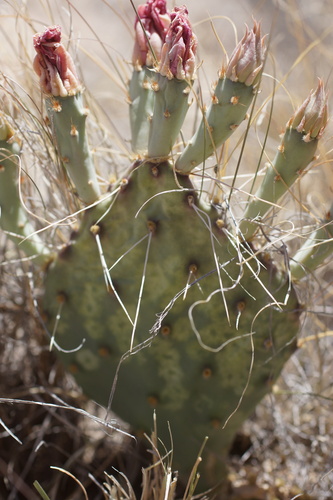 Image of Opuntia pottsii by (c) Lyrae, some rights reserved (CC BY)