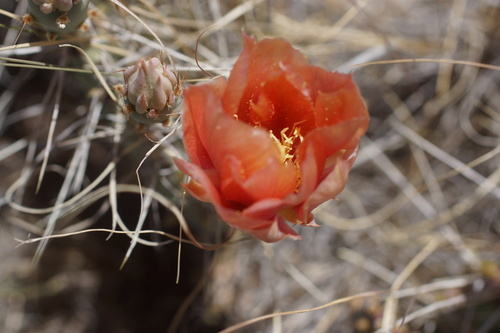 Image of Opuntia pottsii by (c) Lyrae, some rights reserved (CC BY)