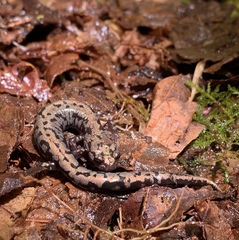 Plethodon welleri