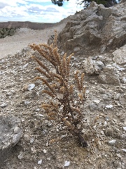 Phacelia sivinskii