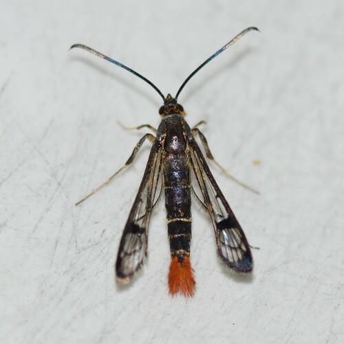 Maple Clearwing Moth photo 5