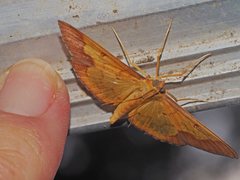 Meroctena staintonii