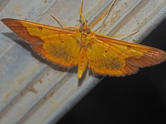 Meroctena staintonii