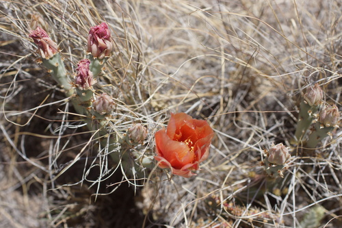 Image of Opuntia pottsii by (c) Lyrae, some rights reserved (CC BY)