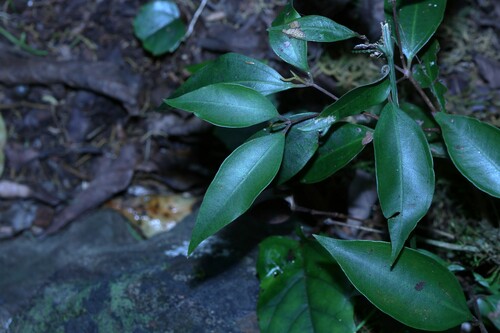 White Malletwood (Rhodamnia whiteana)
