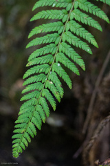 Polystichum dudleyi