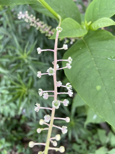American pokeweed