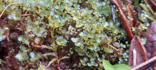 Rhizomnium pseudopunctatum observed 2024-06-16