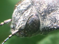 Texania fulleri