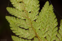 Polystichum dudleyi